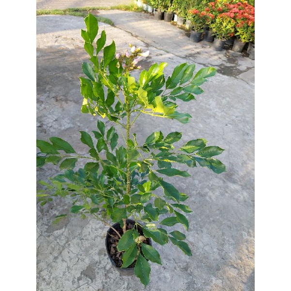 Cây giống Nguyệt quế thái lan