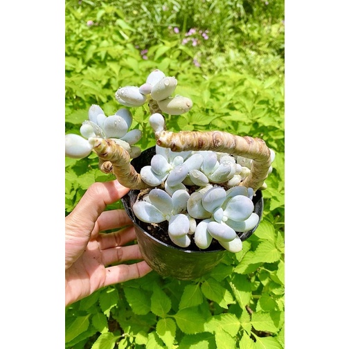 sen đá sỏi mập