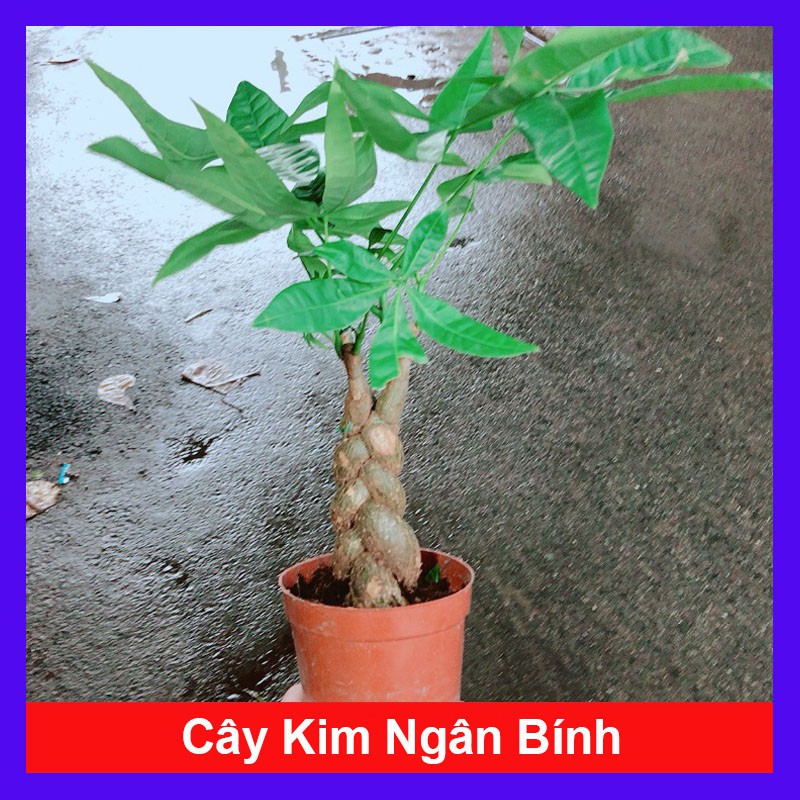 Cây Kim Ngân Bính Cây cảnh phong thủy May Mắn  - caykiengsadec