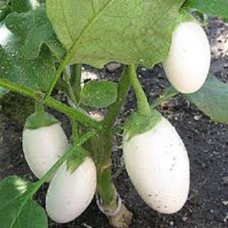 30 hạt giống cà trắng trứng siêu quả