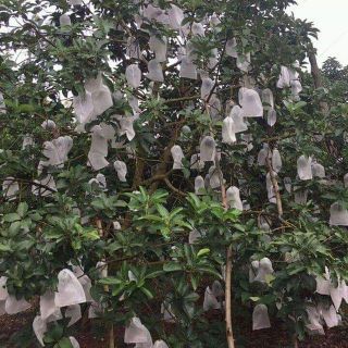 Túi bọc bưởi kích thước 30x35cm sét 100c
