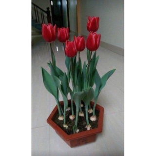 CỦ GIỐNG HOA TULIP HÀ LAN