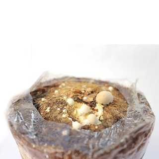 MycoBOX - Kit Nấm Linh Chi Đỏ