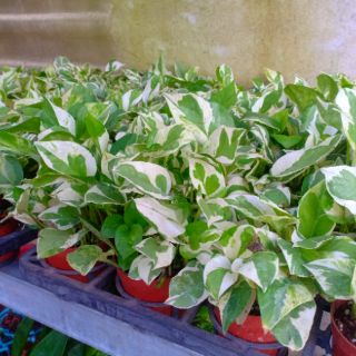 Trầu bà trắng