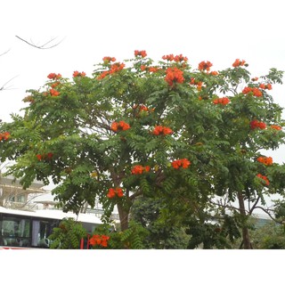 hoa phượng lửa(phượng hoàng đỏ)
