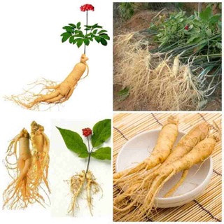 Hạt giống Sâm Hàn Quốc