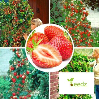 Gói 100 hạt giống dâu tây leo đỏ VINMARK HẠT GIỐNG