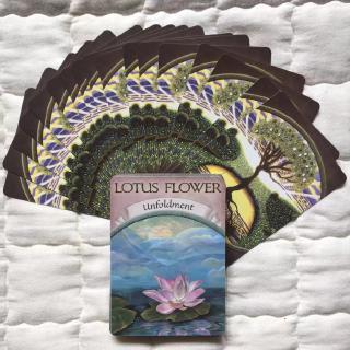 Bộ Bài Tarot Oracle Magic:Aread Fate