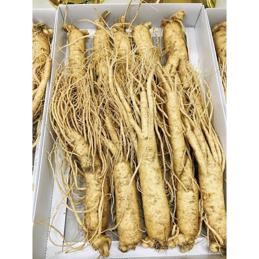 SÂM HÀN QUỐC 6 NĂM TUỔI_LOẠI 10 CỦ/1KG