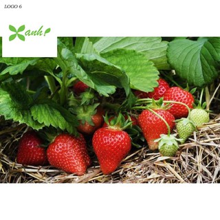 Hạt giống Dâu tây Nhật quả TO, siêu ngọt (100 hạt)