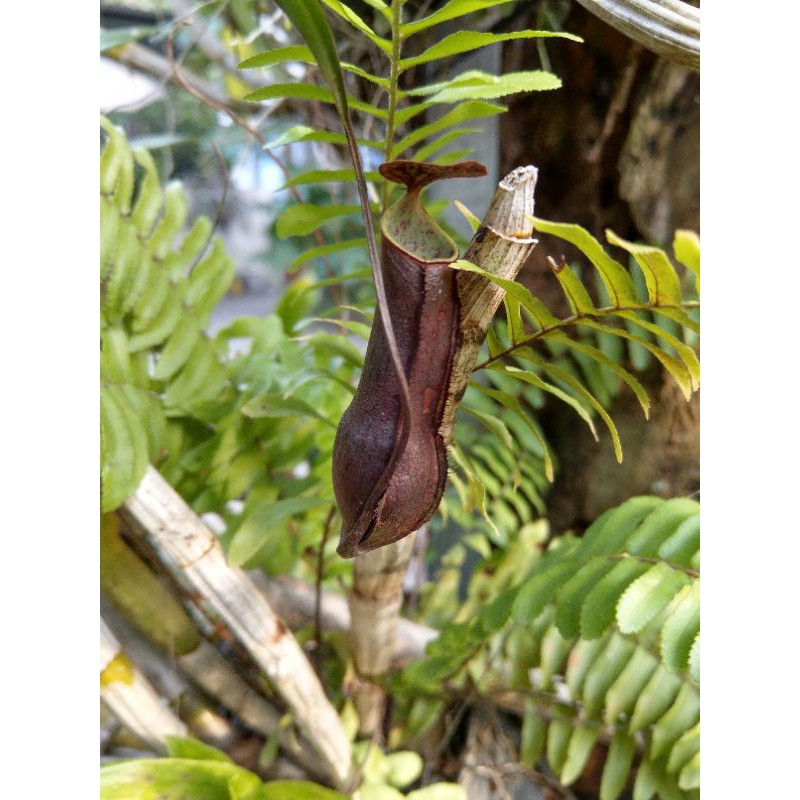 Cây nắp ấm  N. gracilis black