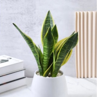 Phông Nền Chụp Ảnh Xi Măng Vân Gỗ, Vân Đá Marble, ...