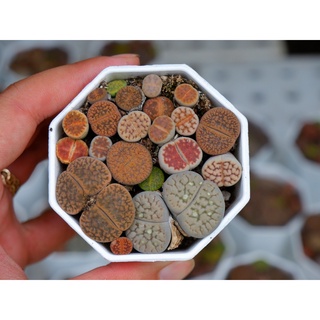 Lithops ( thạch lan ) Mông nhà Gác Mái Sen