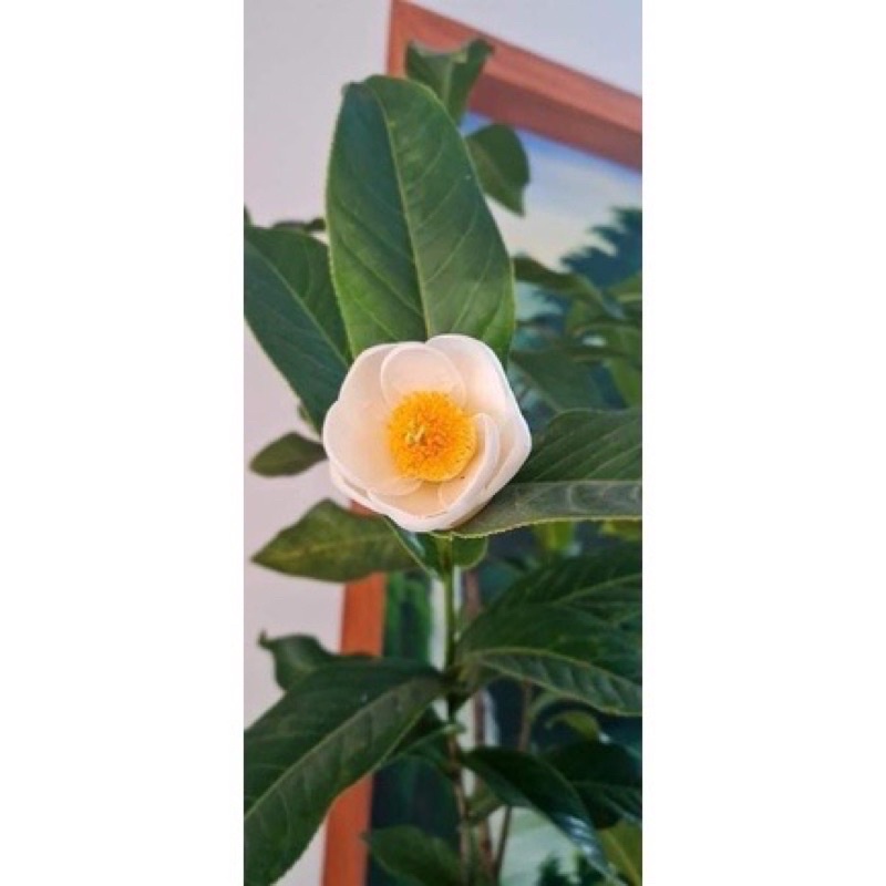 Bạch Hải Đường