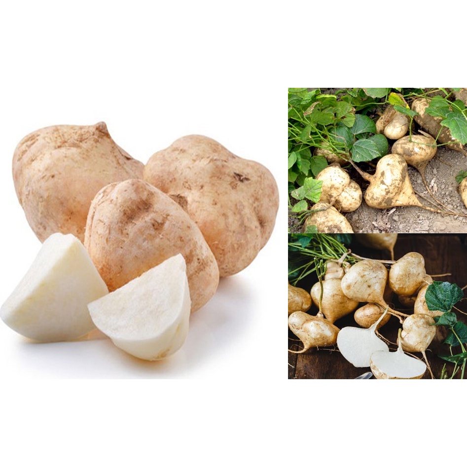 #Hạt_giống_củ_đậu + củ_dền