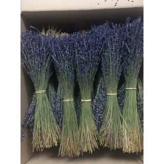 HOA LAVENDER NHẬP KHẨU PHÁP