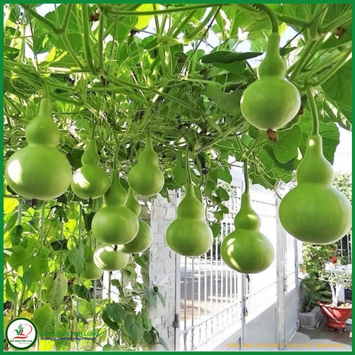 Hạt giống Bầu hồ lô RD 312 - 1g
