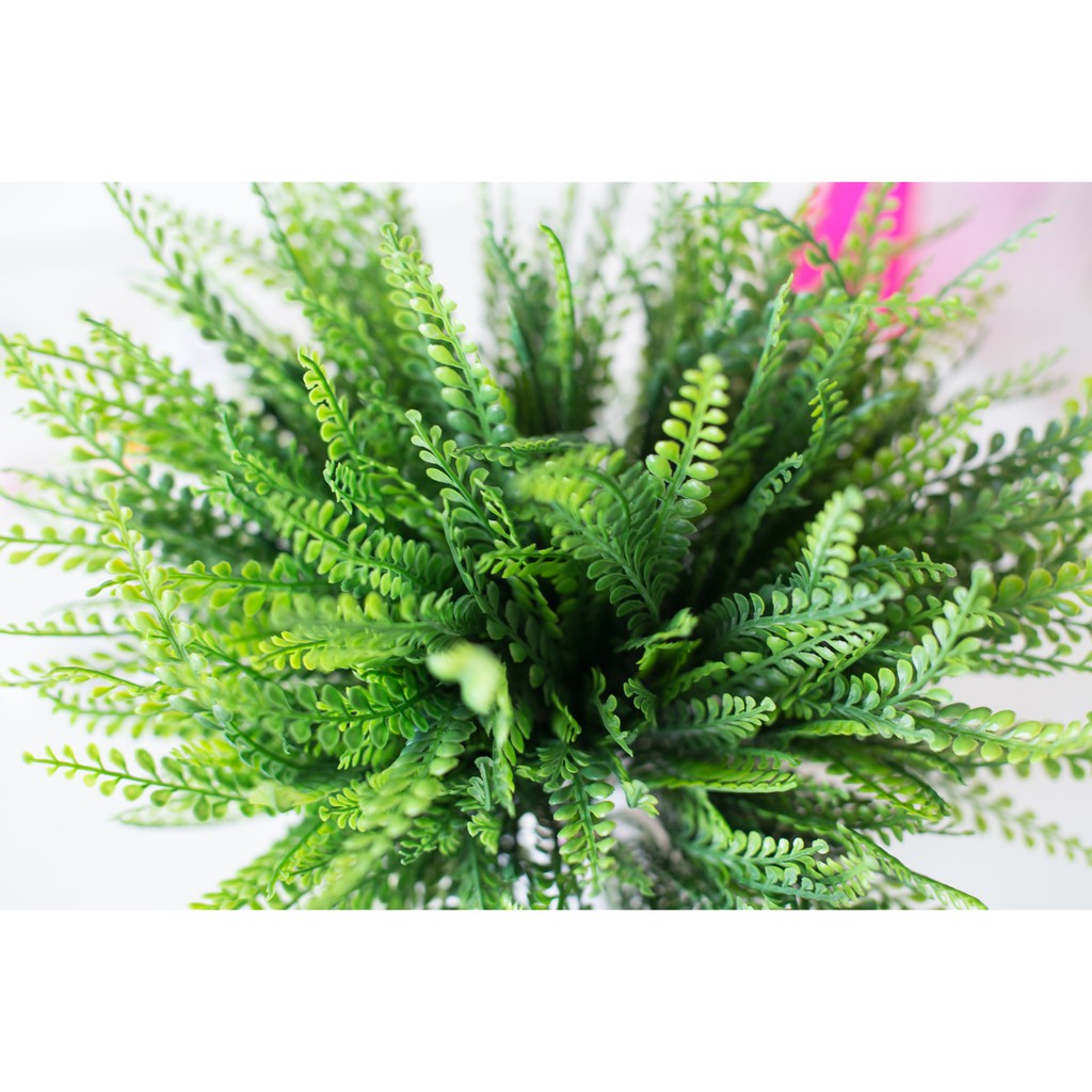Cây dương xỉ măng sao pvc