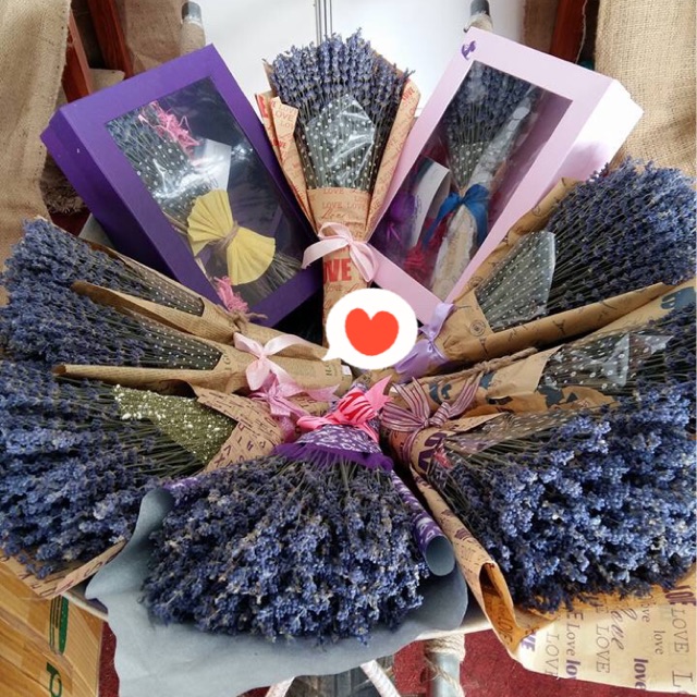 Hoa lavender