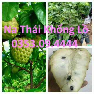 Cây Na Thái khổng lồ quả to không hạt Chuẩn ĐH Nông Nghiệp 1