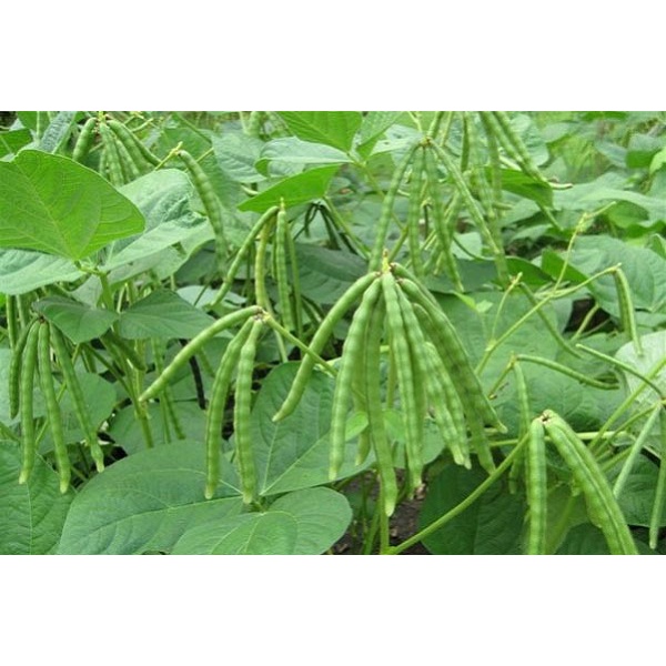 Đậu đen xanh lòng