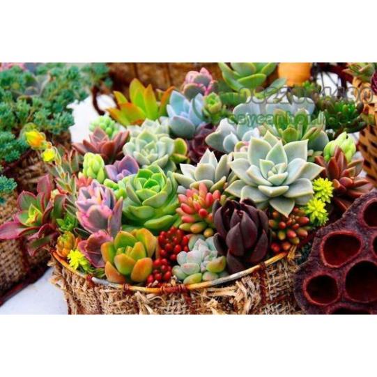 Hạt Giống Sen Đá Mix Nhiều Loại  - MUA 3 TẶNG 1 CÙNG LOẠI KHUYẾN MẠI TRONG 1 NGÀY
