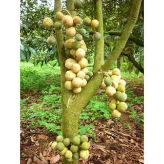 CÂY GIỐNG DÂU DA THÁI (DÂU DA ĐẤT)