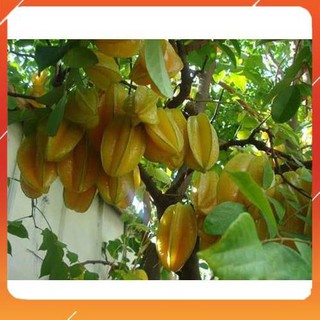 [BÁN CHẠY] CÂY GIỐNG KHẾ NGỌT NHIỆT ĐỚI SIÊU CHỊU NHIỆT SIÊU QUẢ DÒNG QUẢ SỚM- CAM KÊT GIỐNG CHUẨN F1