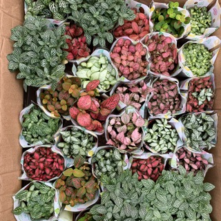 Cây cẩm nhung [đủ màu] cây lá may mắn mini để bàn