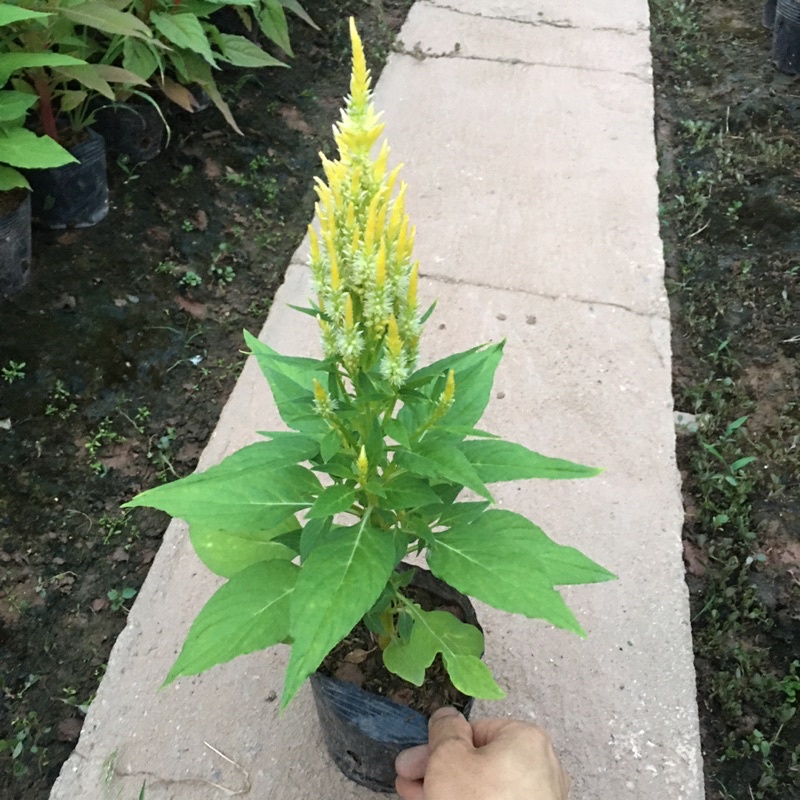 Cây Hoa Mào Gà Lửa Hoa Cực Bền,Dễ Chăm Sóc