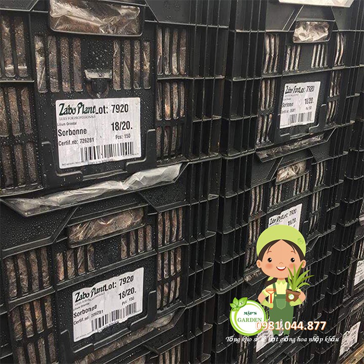 Củ giống hoa ly vàng thơm size to 5-9 bông/cây