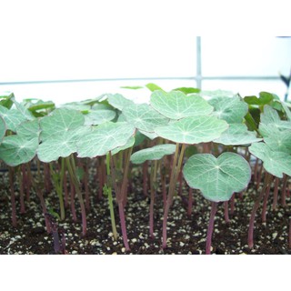 hạt giống hoa sen cạn (tỉ lệ lên 95%)
