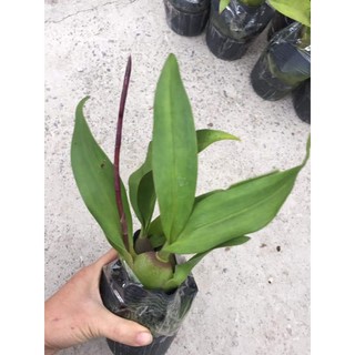 Lan Vũ Nữ Mèo Vàng (chưa hoa)