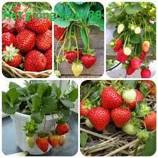 Hạt Giống Dâu Tây Etna chịu nhiệt, đóng gói 10 hạt, hạt dâu tây, hạt giống cây trồng,hạt giống rau