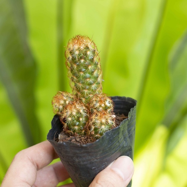 Xương rồng thạch trụ thiên cỡ nhỏ