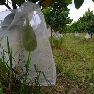 Túi bao trái mít cước thái 50x70cm (sl 100 túi)