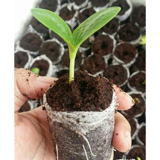 1000 Viên nén ươm hạt xơ dừa