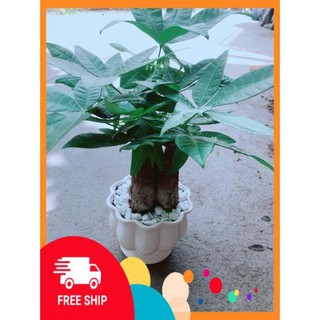 Chậu Kim Ngân 3 Thân Size Lớn