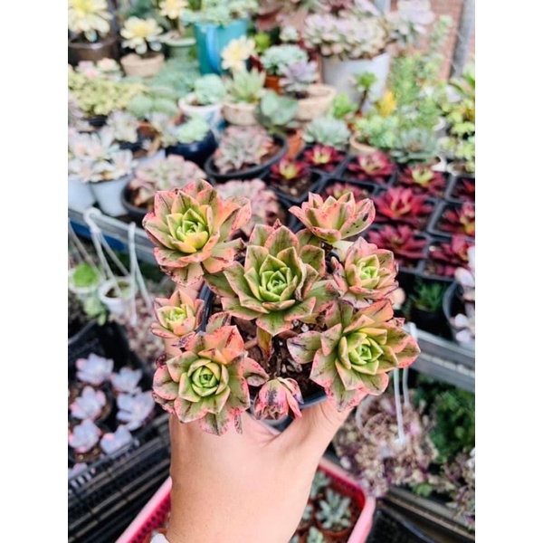 AEONIUM Green Tea -Trà xanh var (mới)