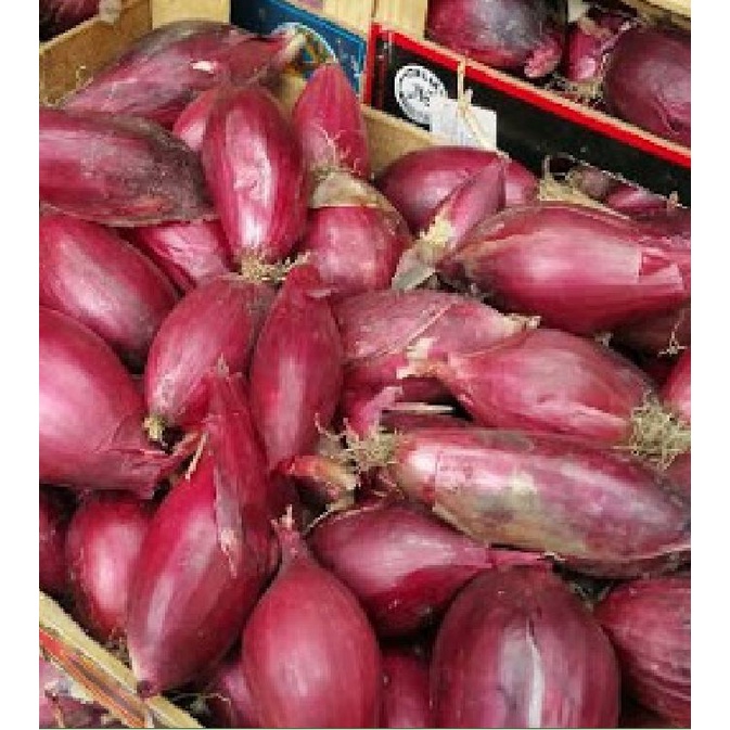 Hạt giống hành lá cao sản gốc tím KNS1137 - Gói 2gram