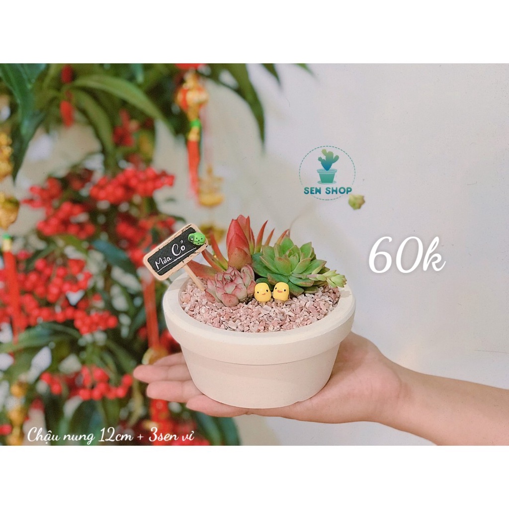 Chậu sen mix tiểu cảnh 26k-99k .