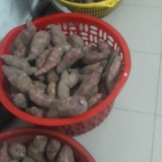 Khoai lang mật Tà Nung