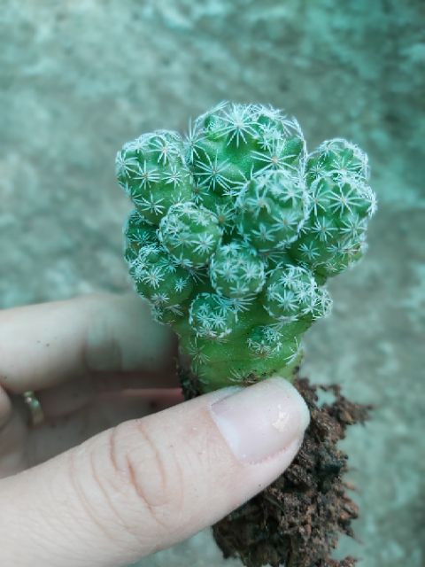 Xương rồng chứng chim