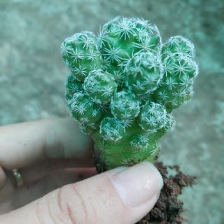 Xương rồng chứng chim