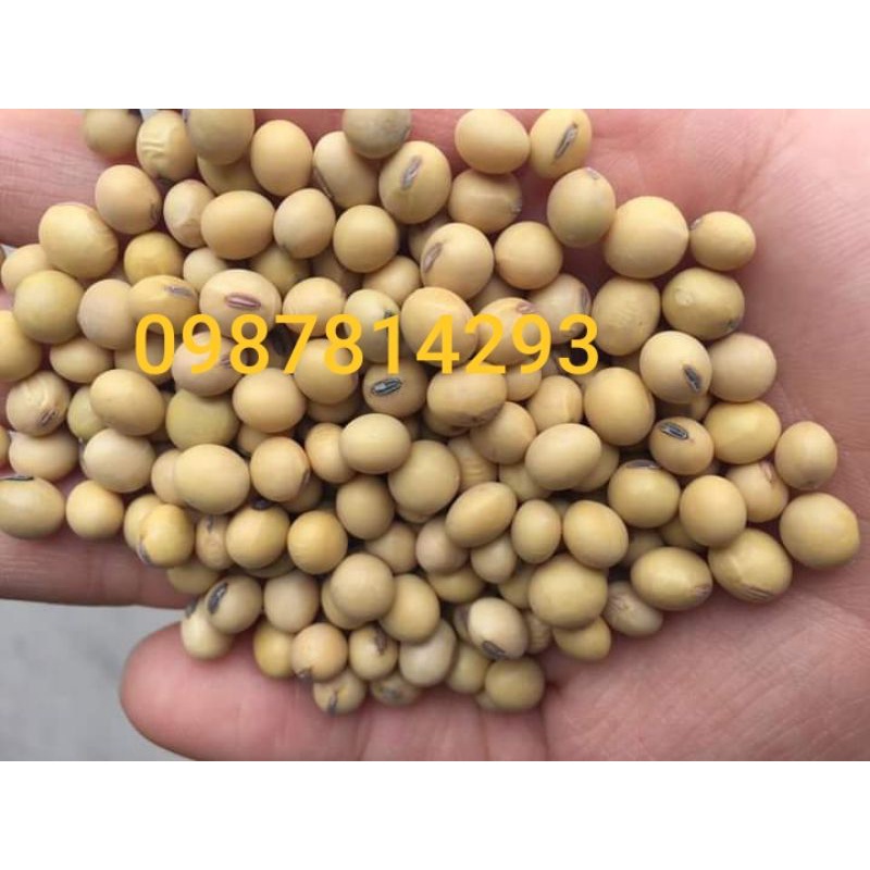 đậu nành,đậu tương làm sữa hạt