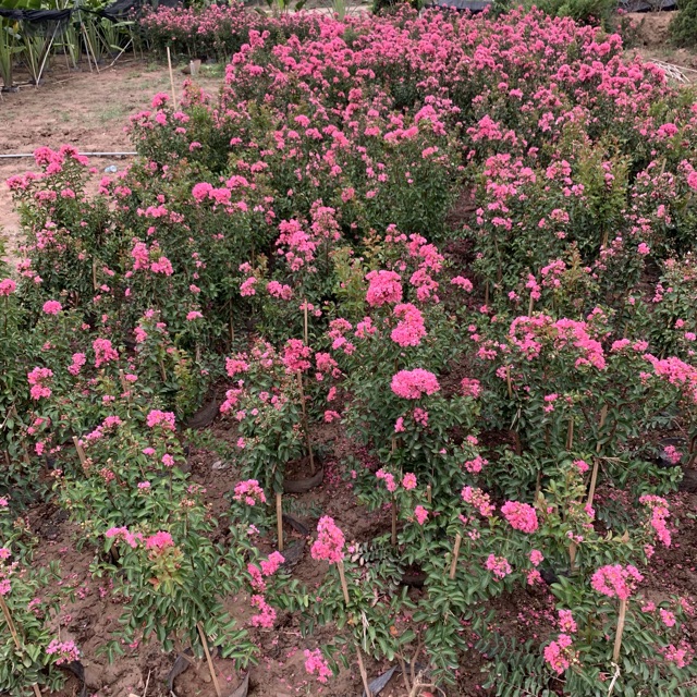 Cây hoa tường vi hồng cao 30-40cm, cây cực kì sai hoa và nụ, thích hợp trồng trang trí sân vườn và gia đình 981SP