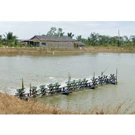 Vi sinh xử lý đáy ao và khí độc