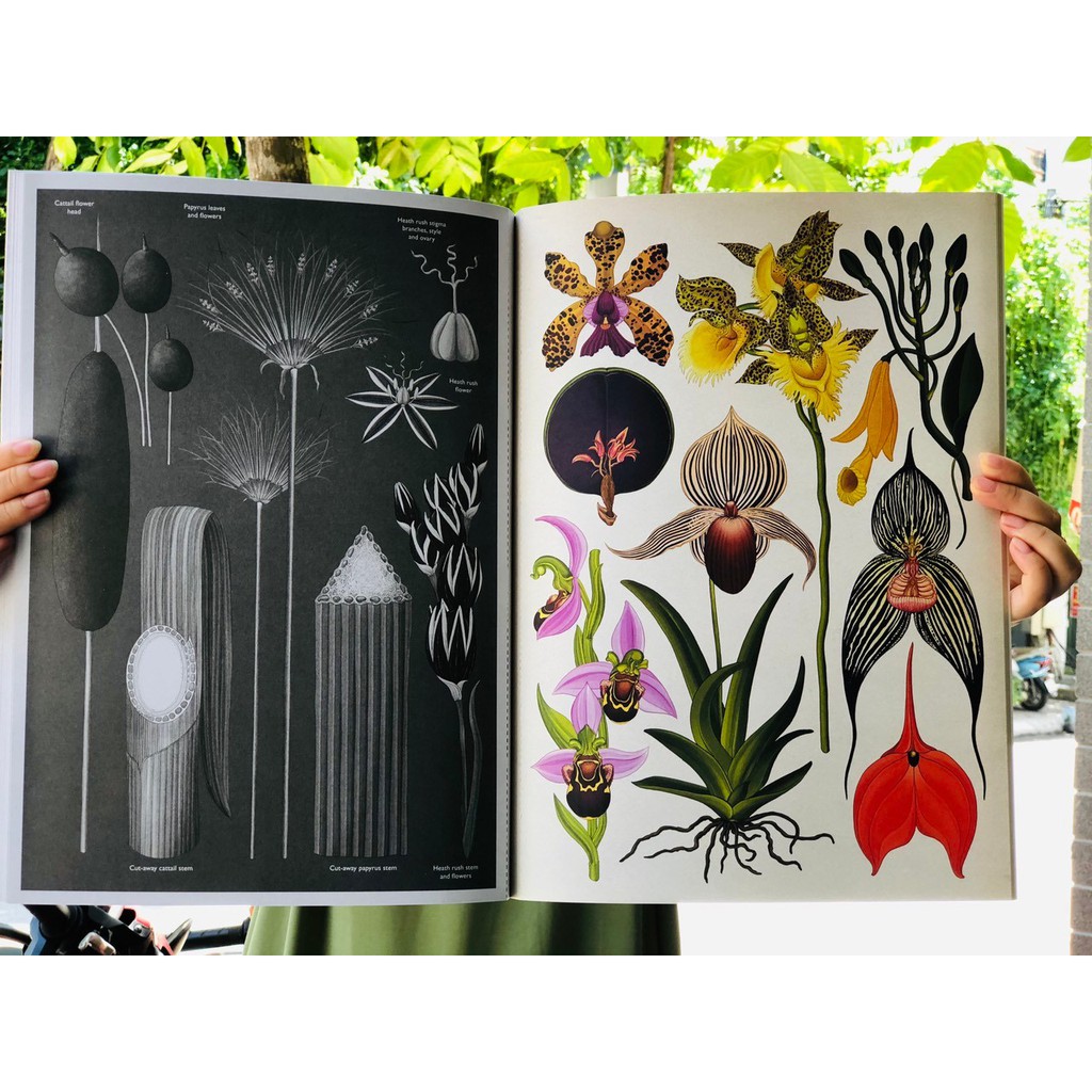 Sách: Botanicum Poster Book