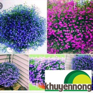 Gói 50 Hạt giống cúc lobelia