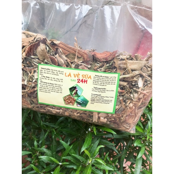 1 kg Lá về sữa sau 24 công ty Dược La Hiên dành cho người ít sữa, mất sữa, lá lợi sữa